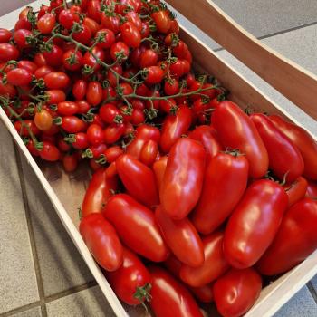 Preview: 3 kg Tomaten je Sorte Beispielfoto